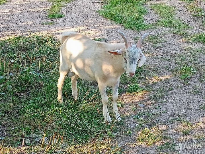 Козел на племя