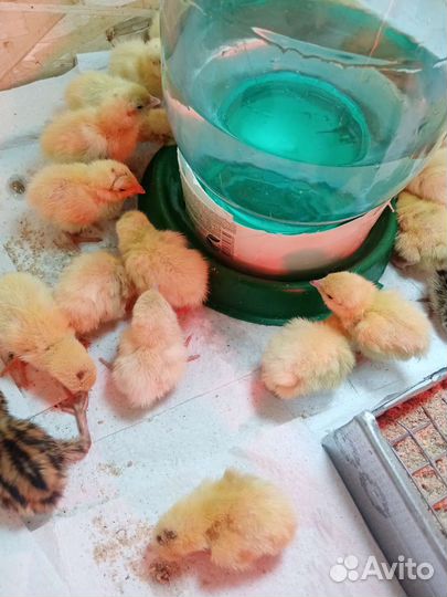 Суточные перепелята