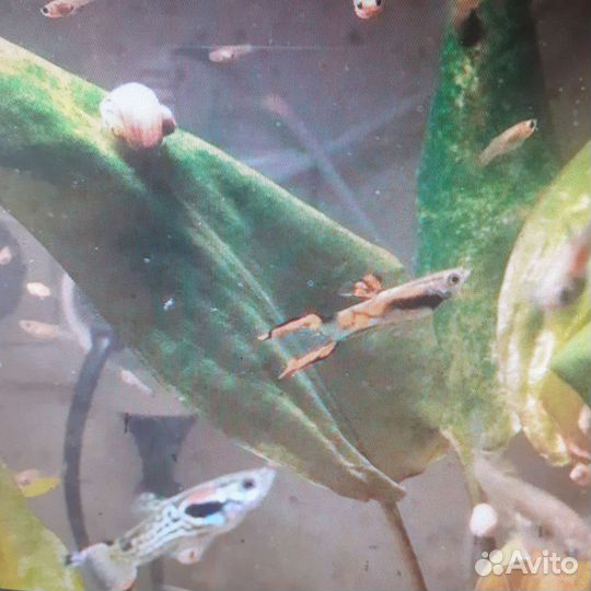 Рыбки гуппи