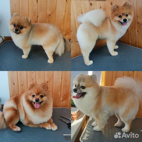 Стрижка собак и кошек