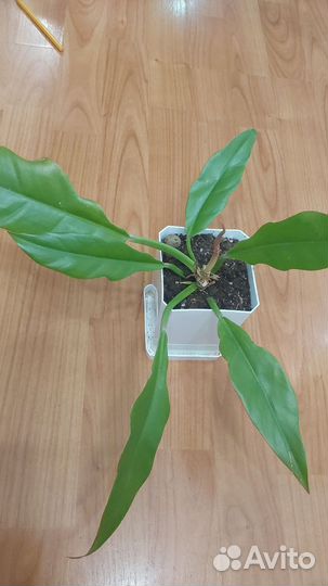 Филодендроны, акалифа, аглонема