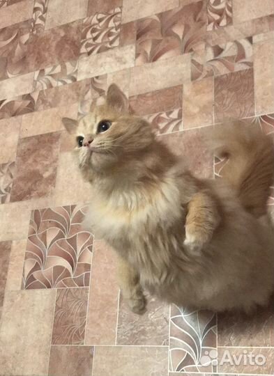 Передержка домашних животных