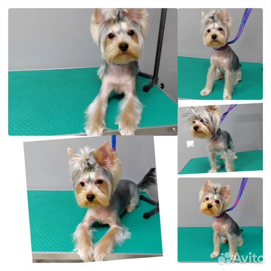 Груминг, стрижка кошек, стрижка собак, экс линька