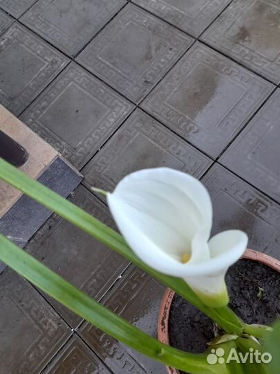 Комнатные цветы калла