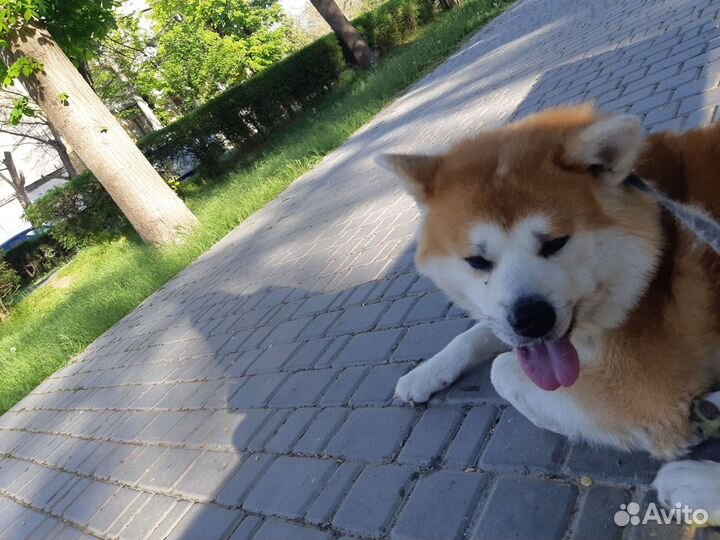 Вязка собак