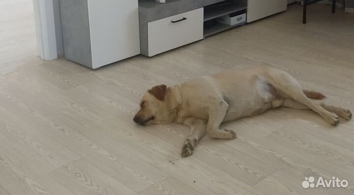 Отдам в добрые руки