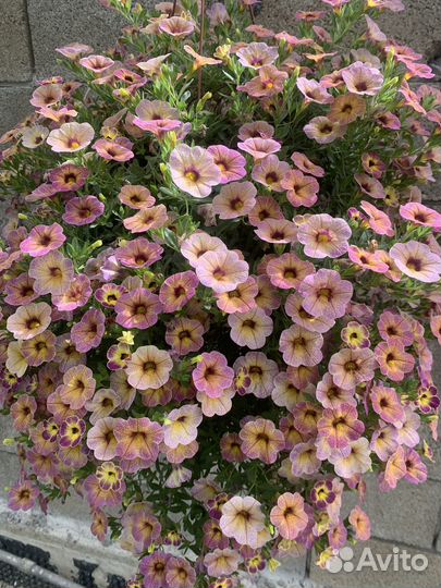 Ампельные цветы