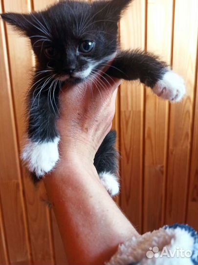 Котята в добрые руки бесплатно
