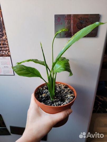 Спатифиллум