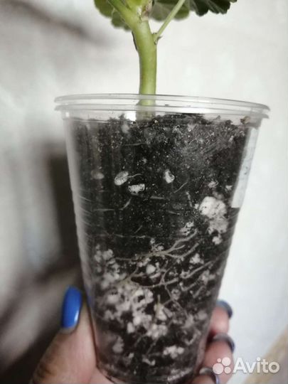 Пеларгония герань