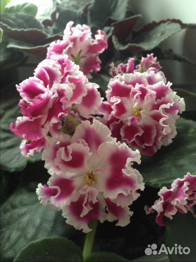 Cортовые фиалки и грунт Классман