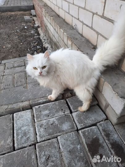 Кошки в добрые руки