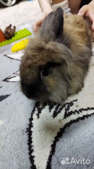 Декоративный кролик