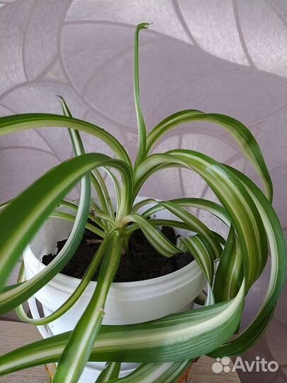 Хлорофитум