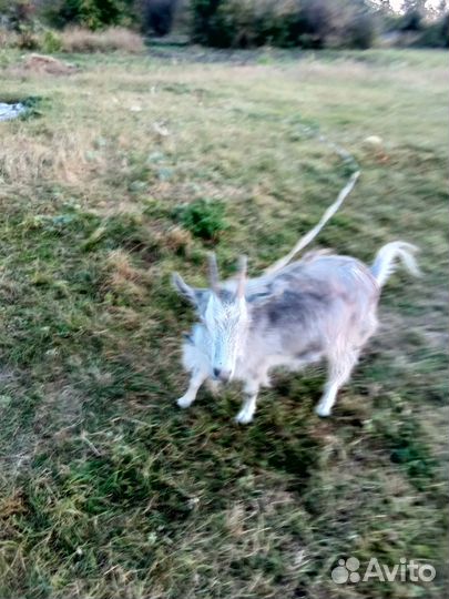 Две козы и три козленка