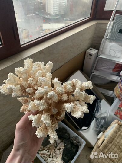 Натуральные кораллы и камни Комплект