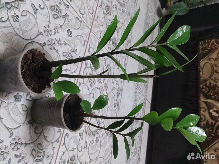 Замиокулькас