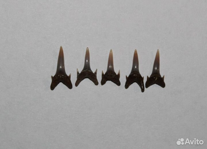 Зубы Древних Акул (небольшие)