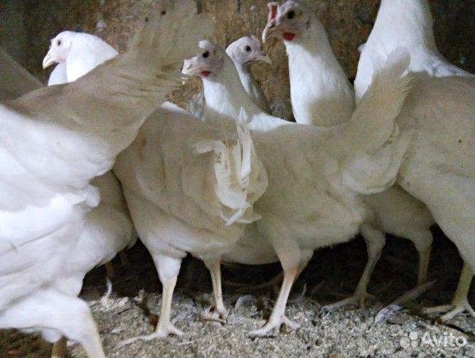 Куры молодки несушки