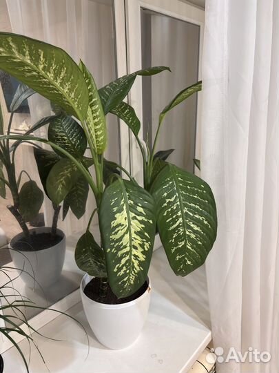 Диффенбахия