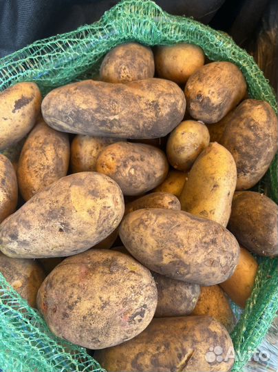 Картофель домашний
