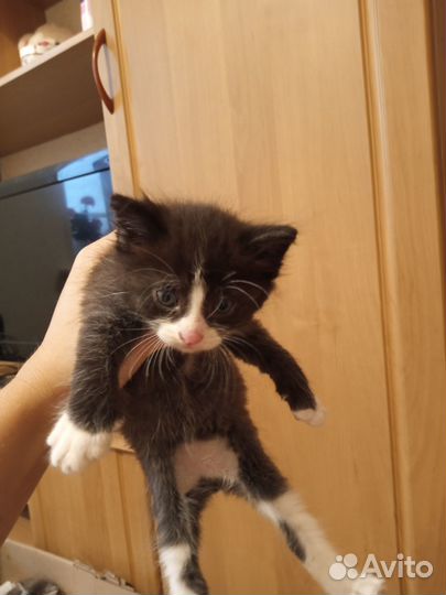 Отдам в добрые руки