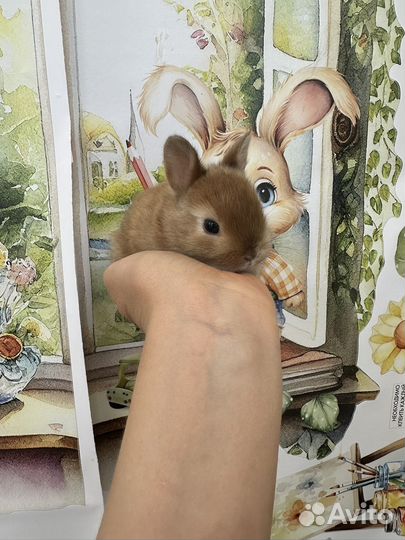 Карликовый, декоративный кролик