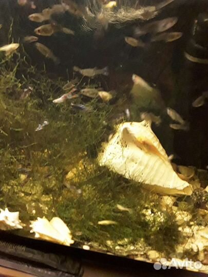 Рыбки гуппи и травка в аквариум