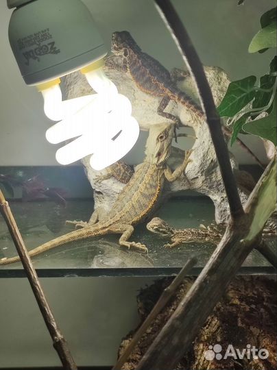 Грызуны, рептилии и аквариумистика