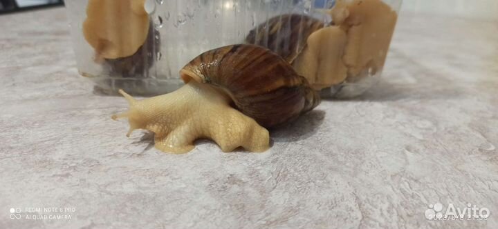 Улитки ахатины