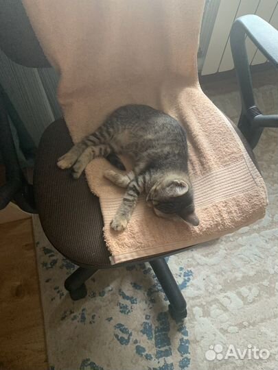 Кошка девочка 2 месяца