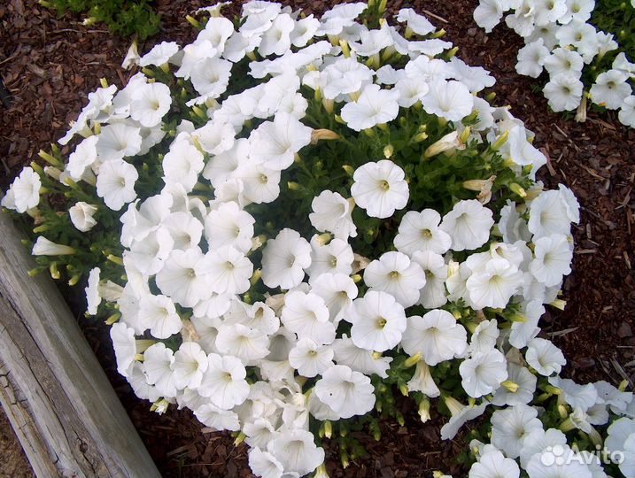 Рассада петунии Изи вейв/ тайдал вейв