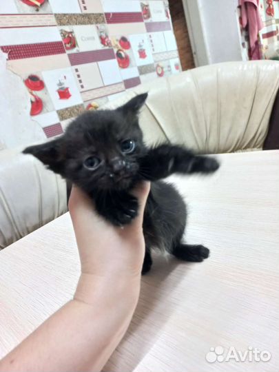 Котята в дар бесплатно