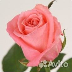 Роза/яблоня/груша/слива/черешня/абрикос/виноград