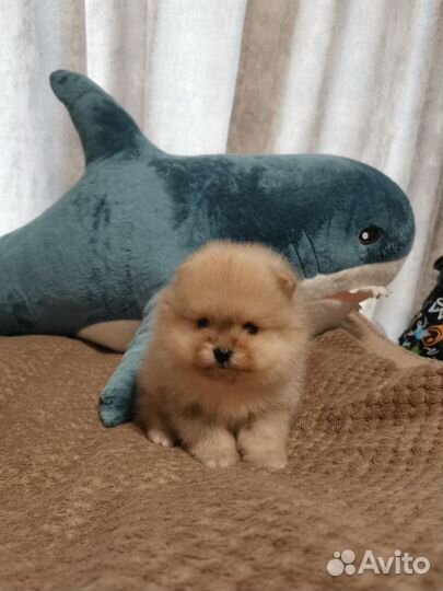 Померанский шпиц щенки