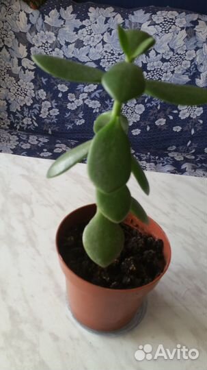 Денежное дерево, толстянка