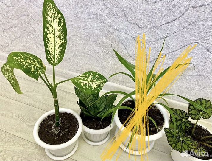 Комнатные растения