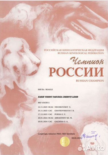Вязка кобель Бигль