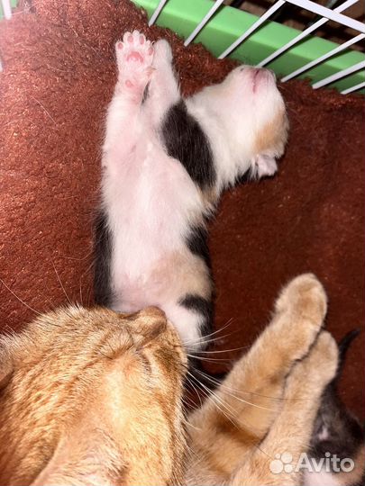 Котята в добрые руки