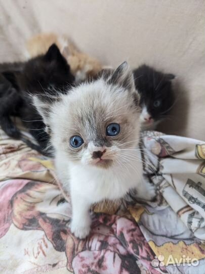 Котята