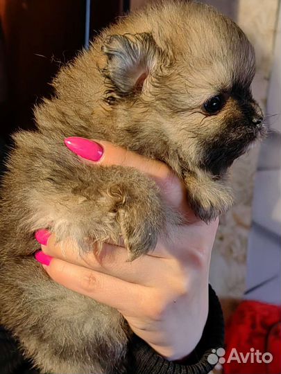 Щенки шпица