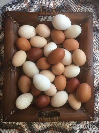 Инкубационное яйцо кур