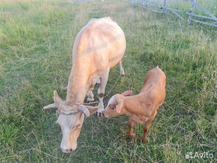 Корова симментальская