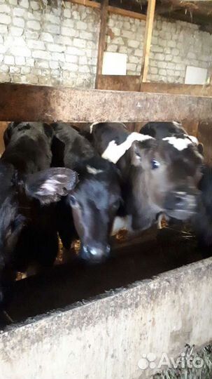 Бычки,тёлки на выбор