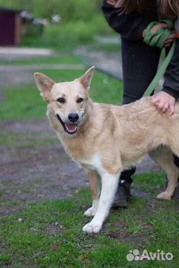 Собака Мася