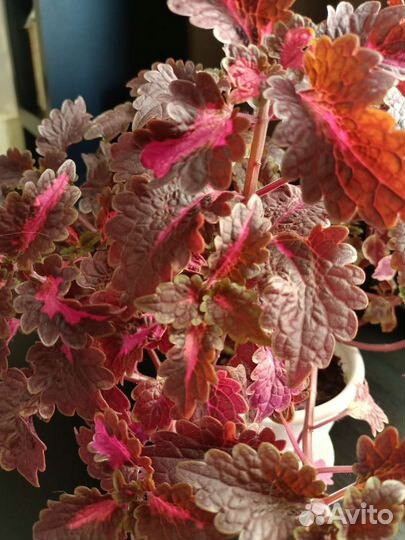 Колеус отростки