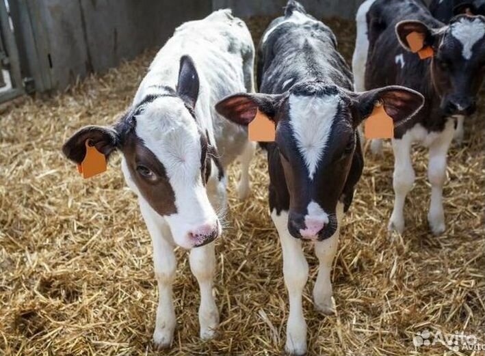 Бычки от 1 до 2.5 месяцев