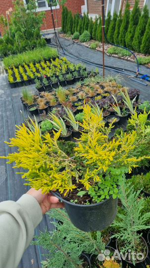 Можжевельник лайм глоу