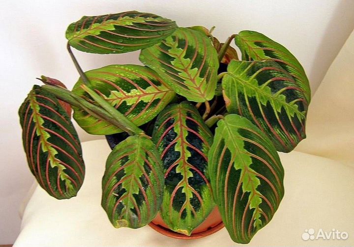 Растения, цветы