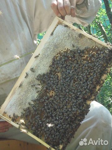 Пчелопакеты